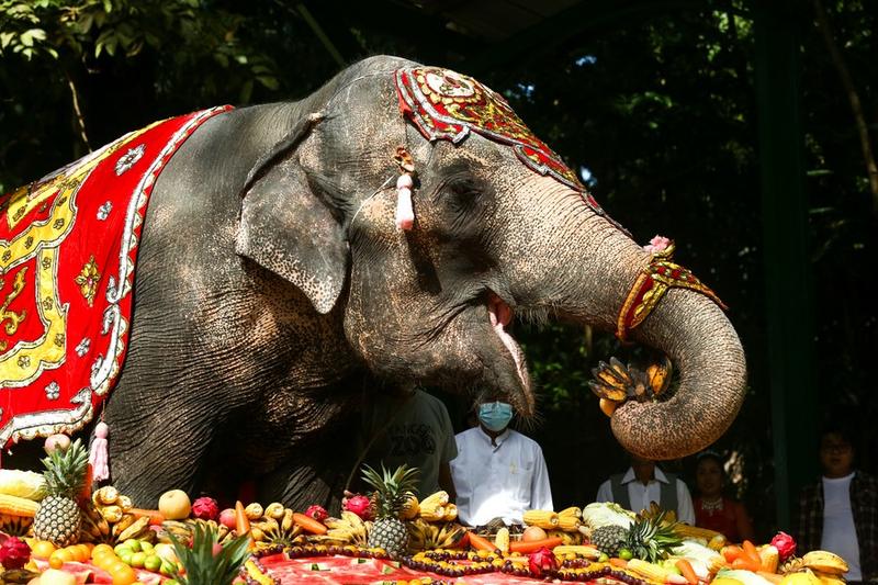 ช้างเอเชีย 'แก่สุด' ในสวนสัตว์เมียนมา ฉลองวันเกิดปีที่ 69