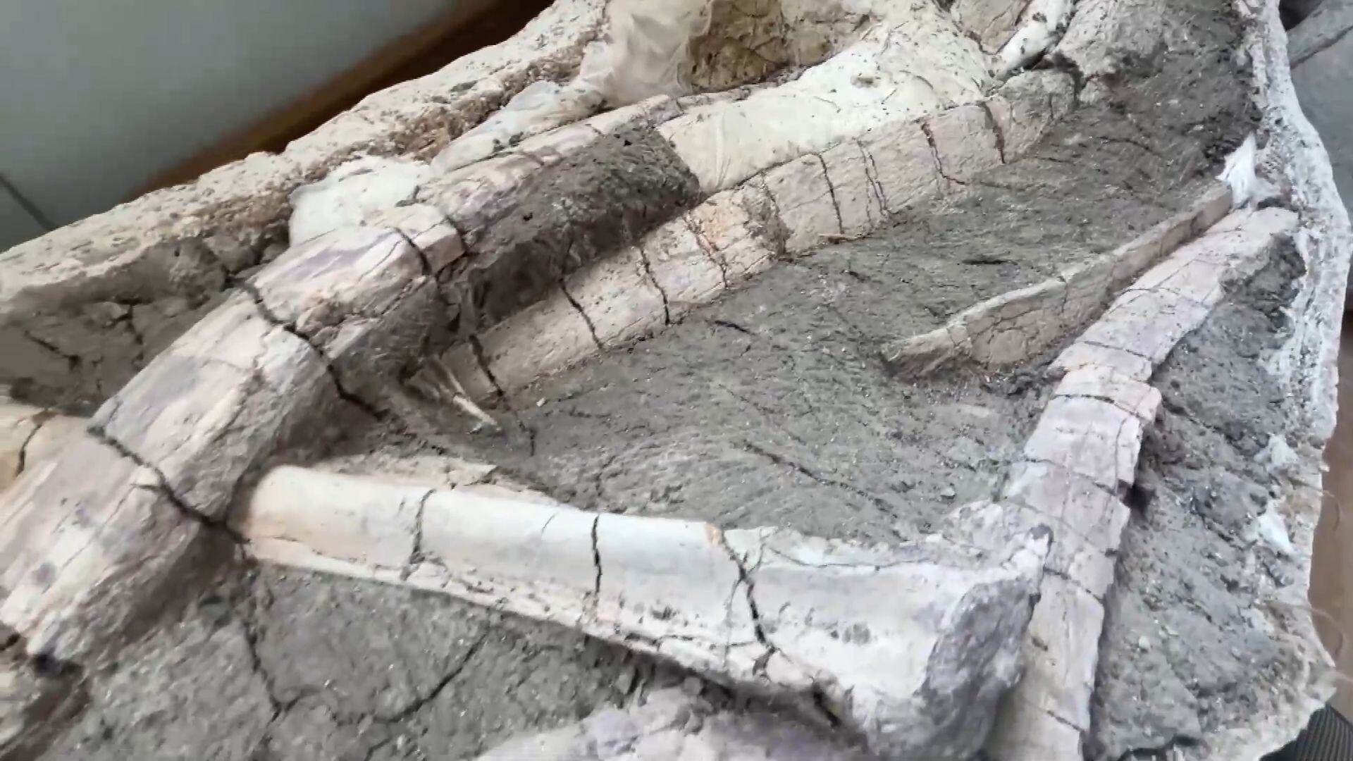 จี๋หลินขุดพบ 'ฟอสซิลไดโนเสาร์' กว่า 20 ชิ้น ในเดือนเดียว