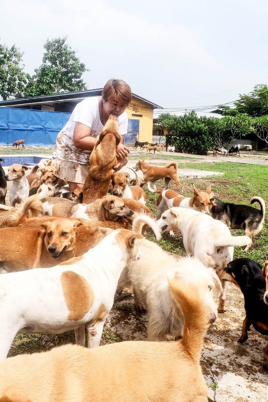 Asia Album : 'บ้านหมาจร' ในอินโดฯ ที่พักพิงน้องหมา 1,100 ตัว