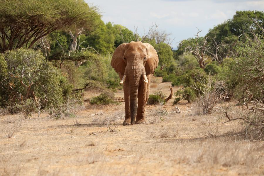 เคนยาเผย 'ช้าง' เพศเมียตัวใหญ่สุดในแอฟริกาล้มแล้ว