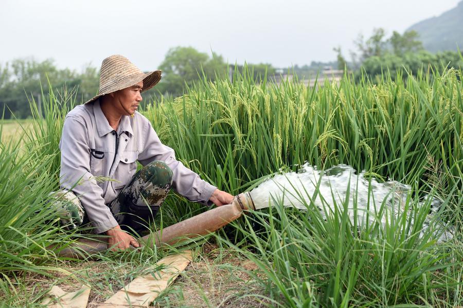 จีนเผย 'การเกษตร' มีประสิทธิภาพใช้น้ำดีขึ้น
