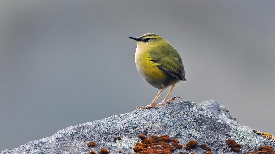 นิวซีแลนด์พบ 'นกเฉพาะถิ่น' สูญพันธุ์เกือบ 1 ใน 3 หลังมนุษย์ตั้งถิ่นฐาน