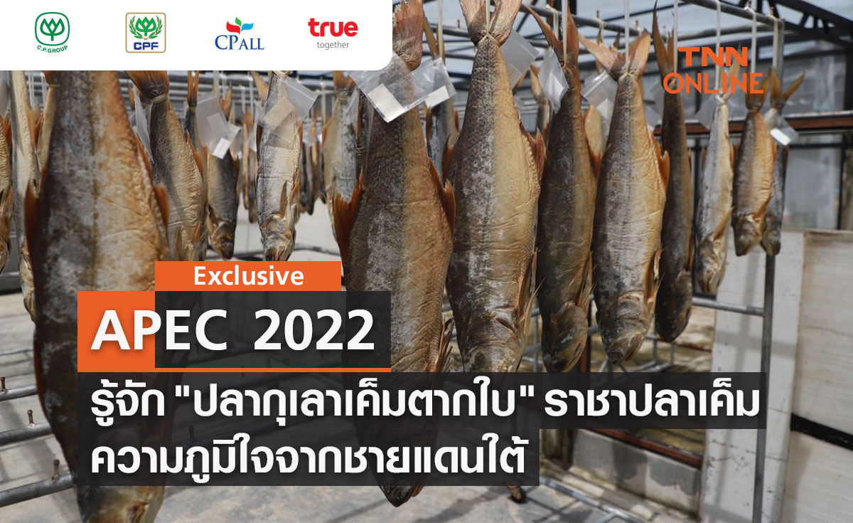 TNN Exclusive : APEC 2022 รู้จัก "ปลากุเลาเค็มตากใบ" ราชาปลาเค็ม ความภูมิใจจากชายแดนใต้