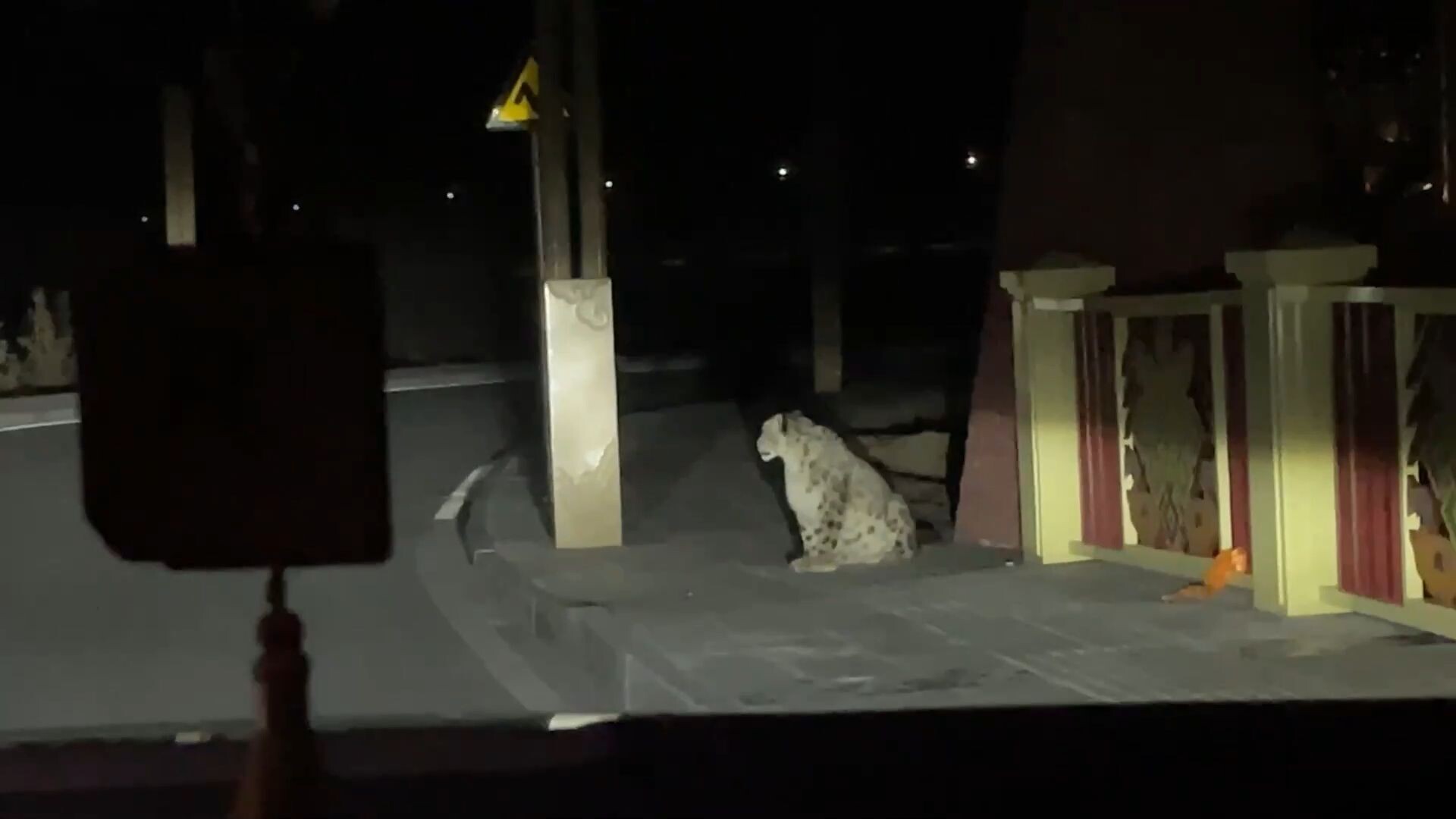 ชิงไห่พบ 'เสือดาวหิมะ' สัตว์หายากนั่งชิลบนถนน
