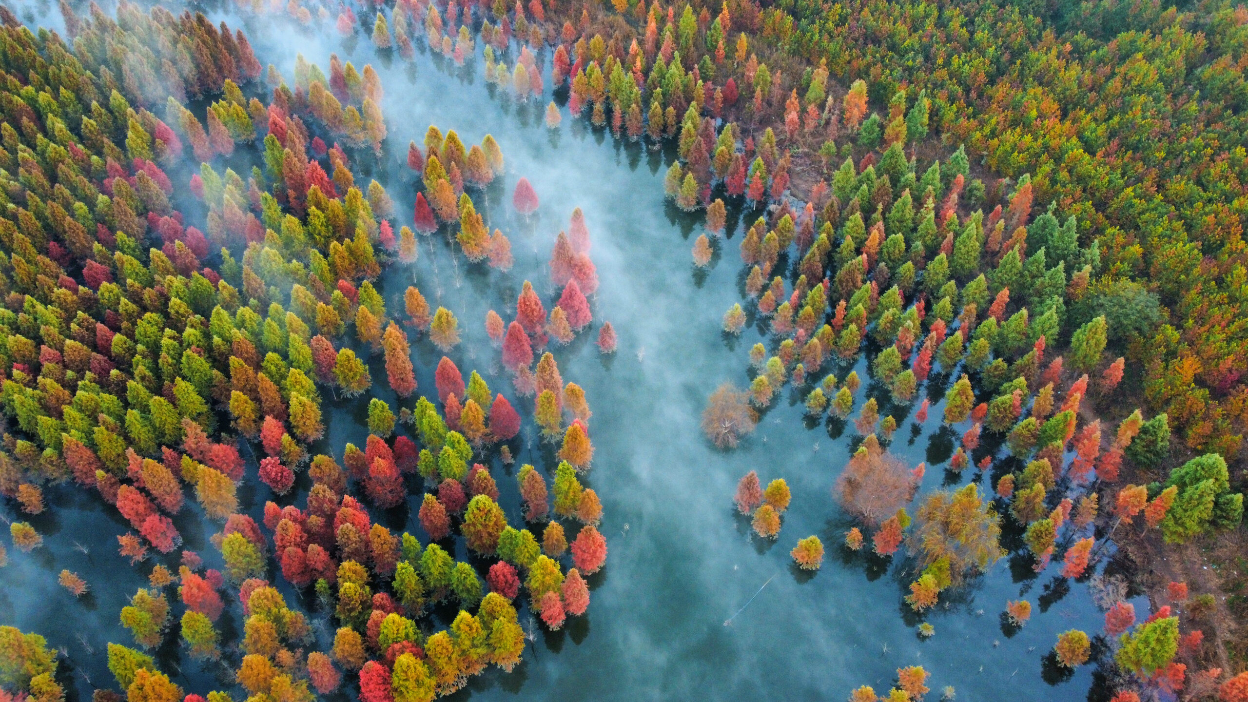 โบยบินเหนือ 'ป่าสนเรดวูด' กลางพื้นที่ชุ่มน้ำในยูนนาน