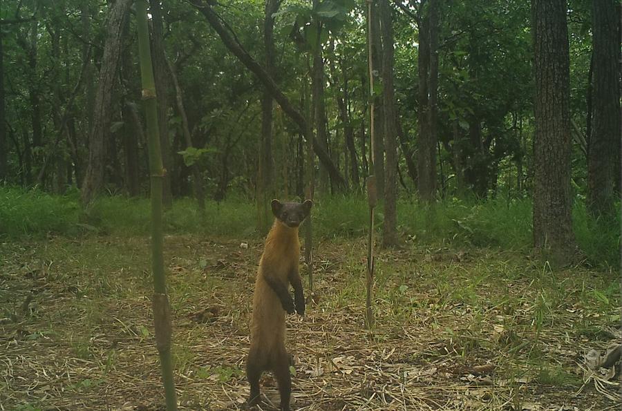 กล้องจับภาพ 'สัตว์ป่าหายาก' 20 สายพันธุ์ ในเขตอนุรักษ์กัมพูชา