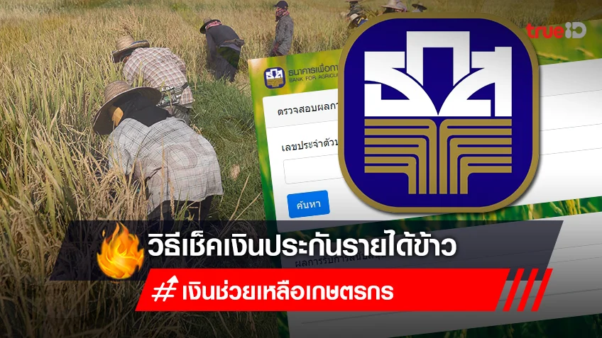 วิธีเช็คเงินประกันรายได้ข้าว ปี 2565/66  ผ่าน chongkho.inbaac.com ธ.ก.ส.