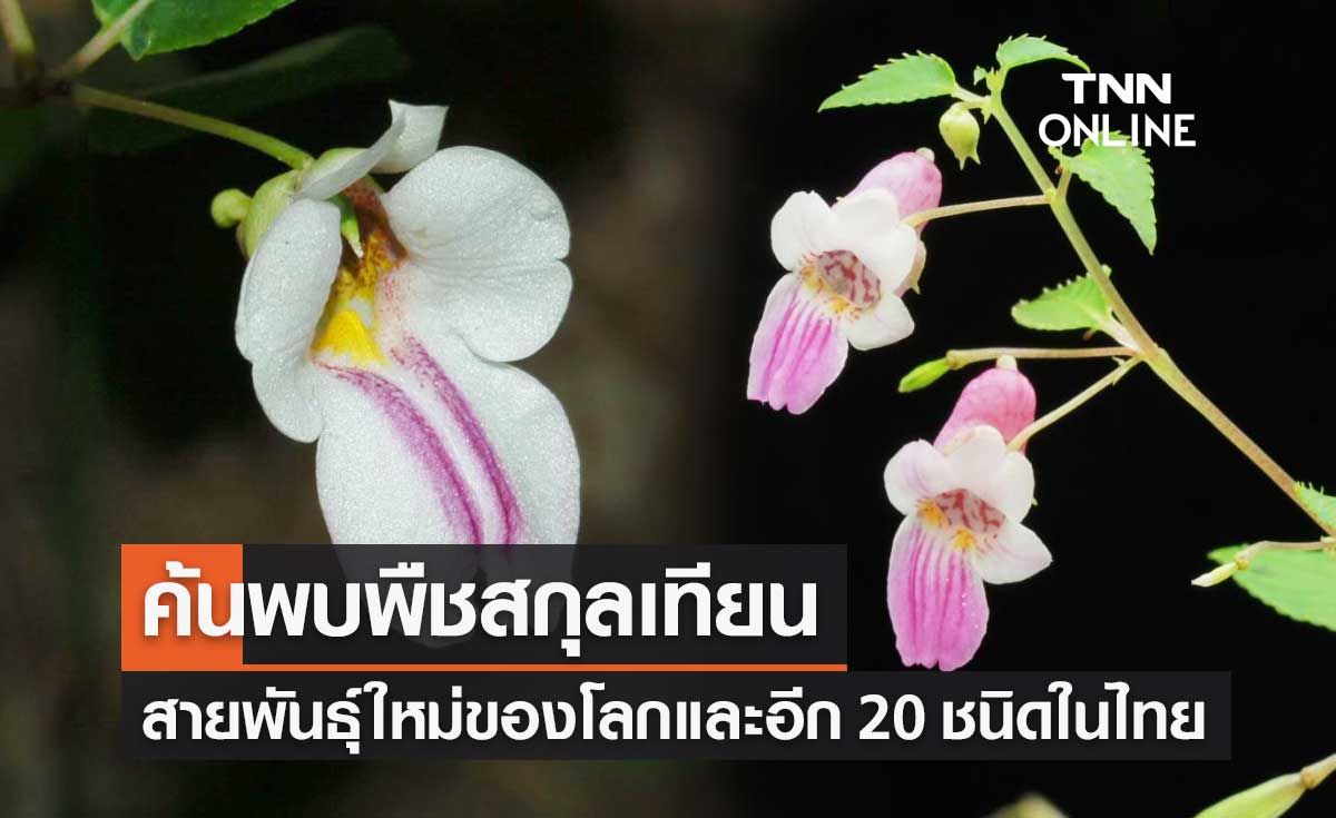 ค้นพบ "พืชสกุลเทียน" สายพันธุ์ใหม่ของโลก และอีกกว่า 20 ชนิดในไทย