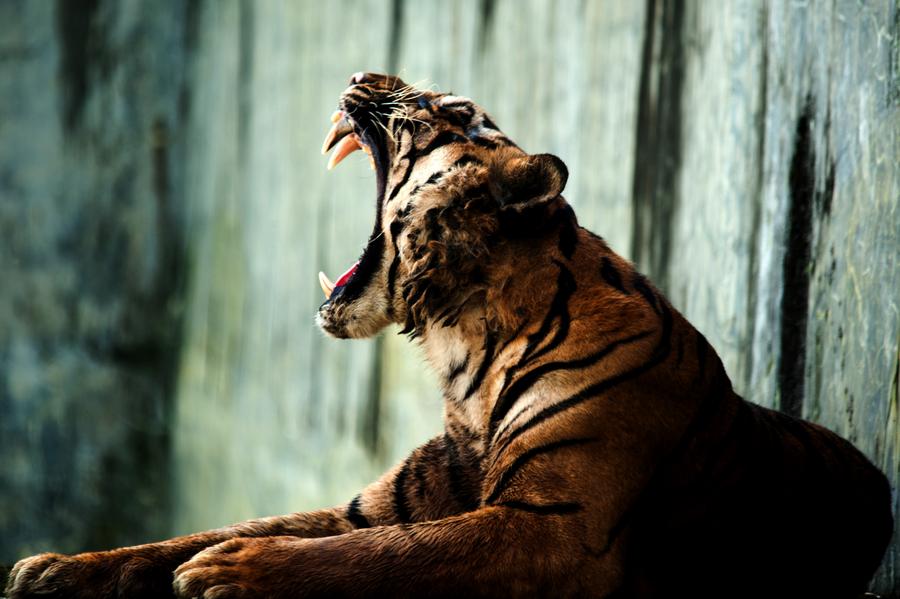 อินโดฯ ปล่อย 'เสือโคร่งสุมาตรา' คืนสู่อุทยานแห่งชาติ