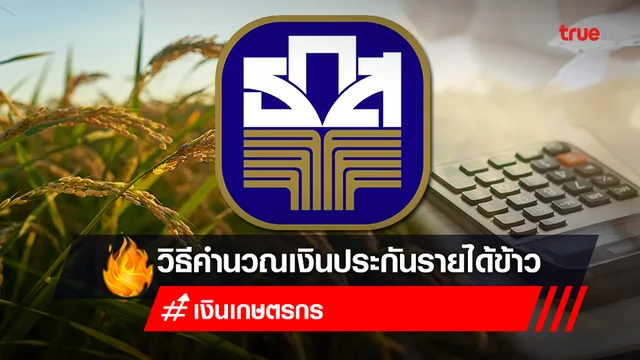 วิธีคำนวณเงินประกันรายได้ข้าวปี 65/66 เงินเกษตรกร ต่อไร่ ได้กี่บาท วิธีคำนวณเงินประกันรายได้ข้าวปี 65/66 เงินเกษตรกร ต่อไร่ ได้กี่บาท