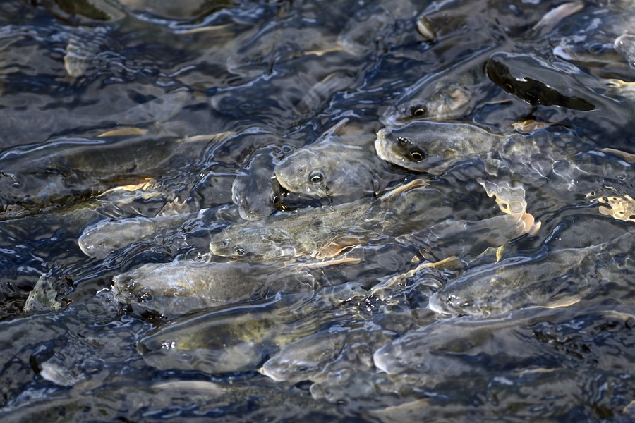 ชิงไห่เผย 'ปลาคาร์ปไร้เกล็ด' สัตว์หายาก เพิ่มขึ้น 44 เท่าใน 20 ปี