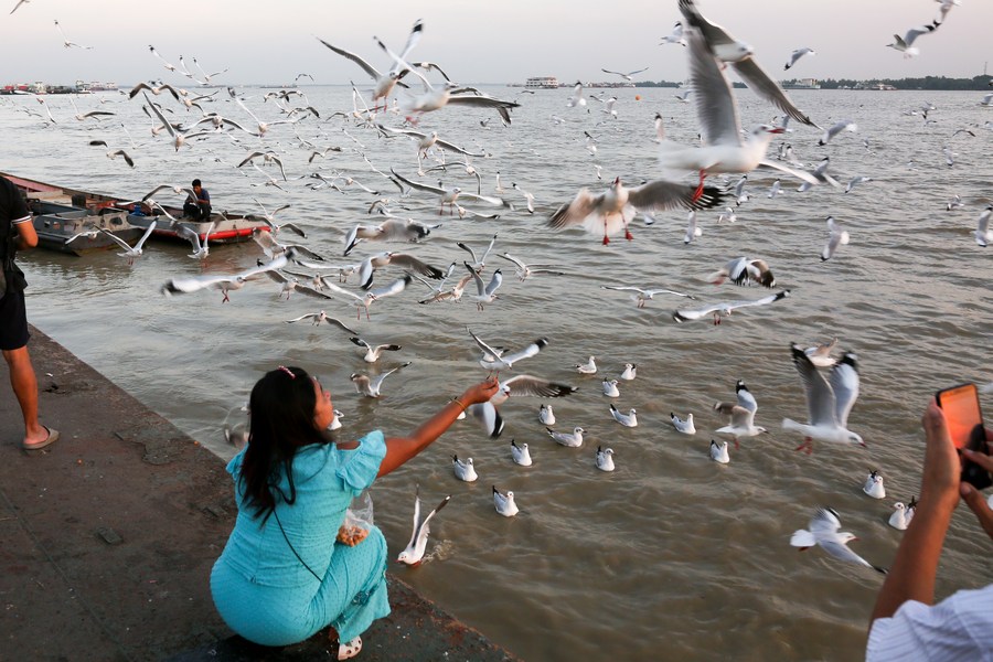 Asia Album : ชาวเมียนมาเยือน 'สะพานปลา' ให้อาหารนกนางนวล