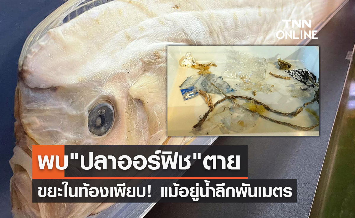 เรื่องเศร้า"ปลาออร์ฟิช"อยู่น้ำลึกพันเมตรลาโลก พบขยะในท้องเพียบ!