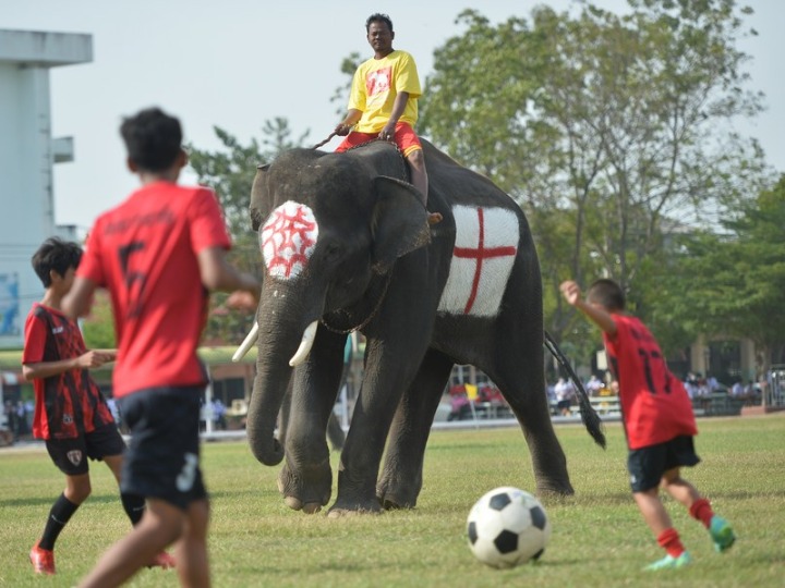 Asia Album : 'ช้างไทย' โชว์ลีลาฟาดแข้ง รับกระแสบอลโลก