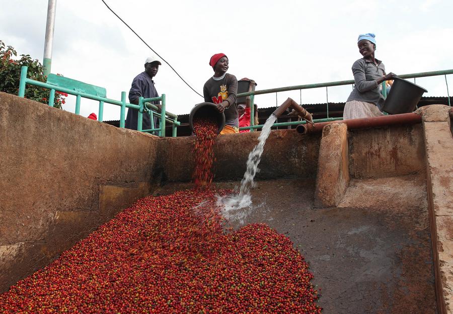 เคนยาโกยรายได้ 'กาแฟ' พุ่ง 49% อานิสงส์ส่งออกเพิ่ม