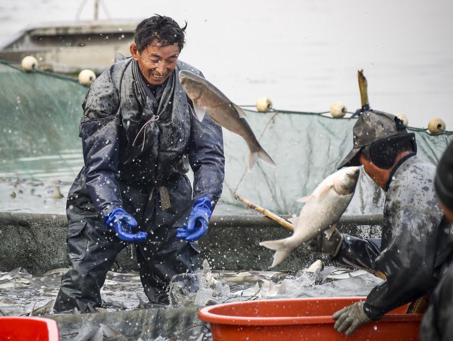 เกษตรกรจีน 'จับปลา' คึกคักรับปีใหม่ในเจียงซู