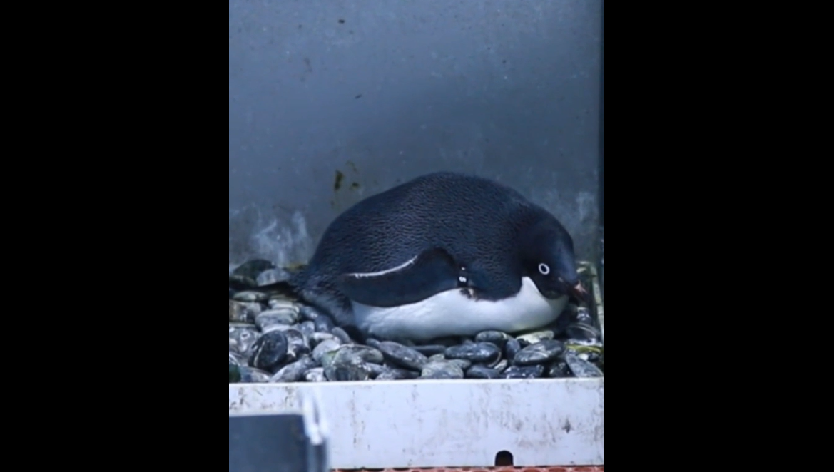 พิพิธภัณฑ์สัตว์น้ำเซี่ยงไฮ้ต้อนรับ 'ลูกเพนกวิน' ตัวแรกของปี