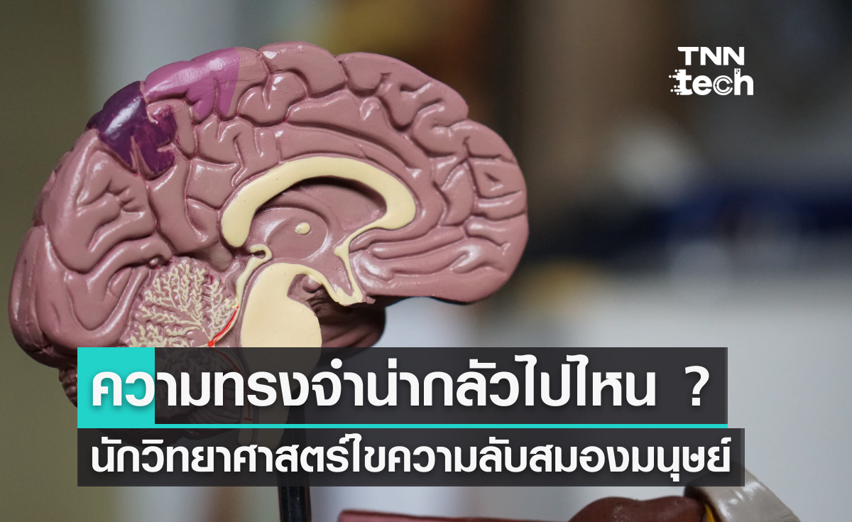 ความทรงจำน่ากลัวไปไหน ? นักวิทยาศาสตร์ไขความลับสมองมนุษย์