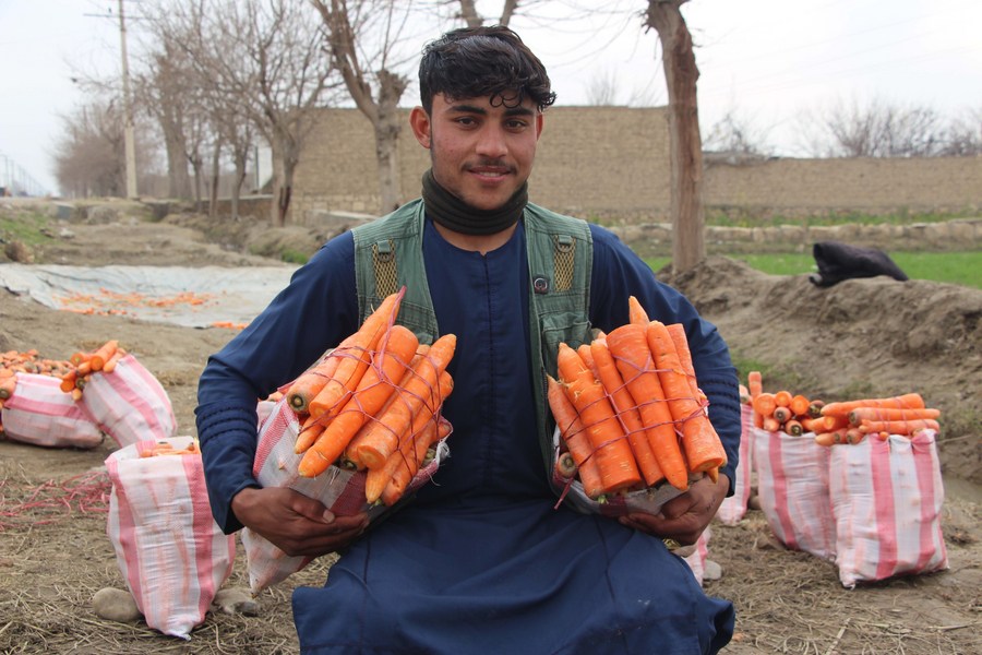 Asia Album : เกษตรกรเก็บเกี่ยว 'แคร์รอต' กองโตในอัฟกาฯ