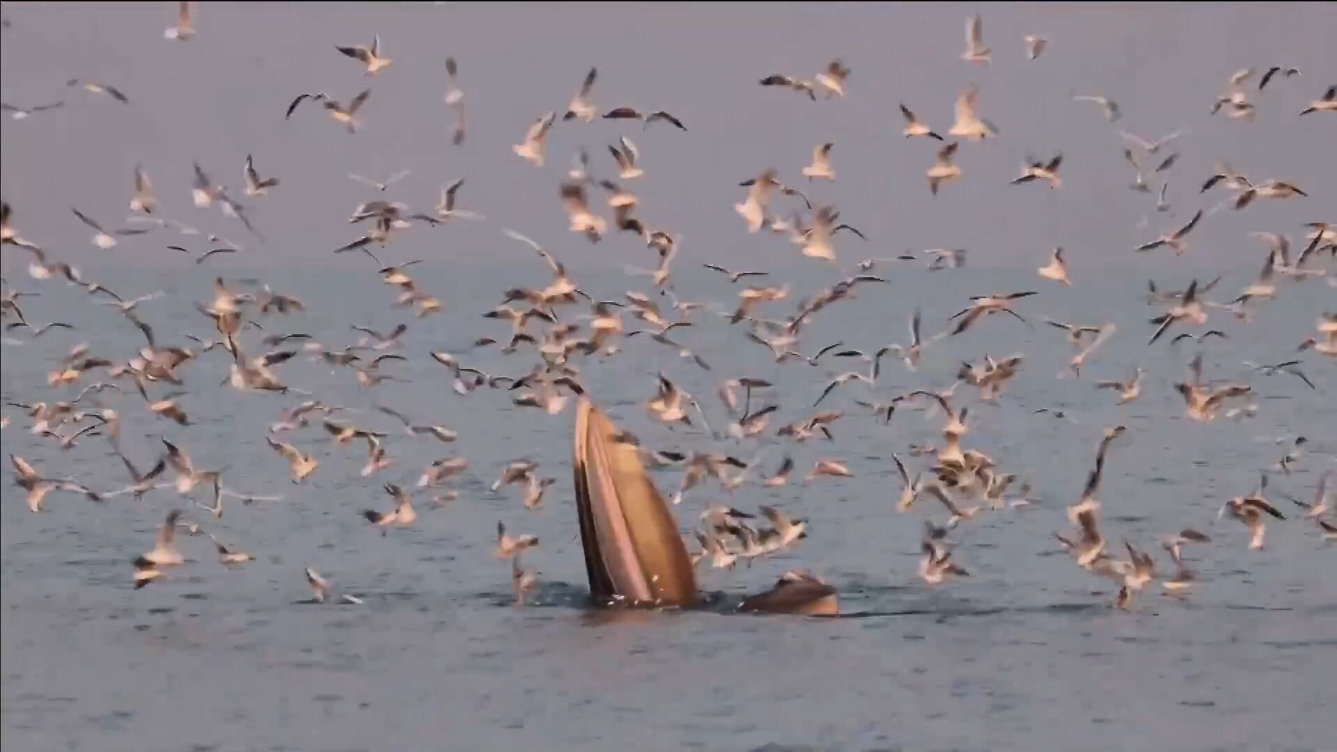 วาฬบรูด้าโชว์ตัวกลางทะเลสีครามในกว่างซี