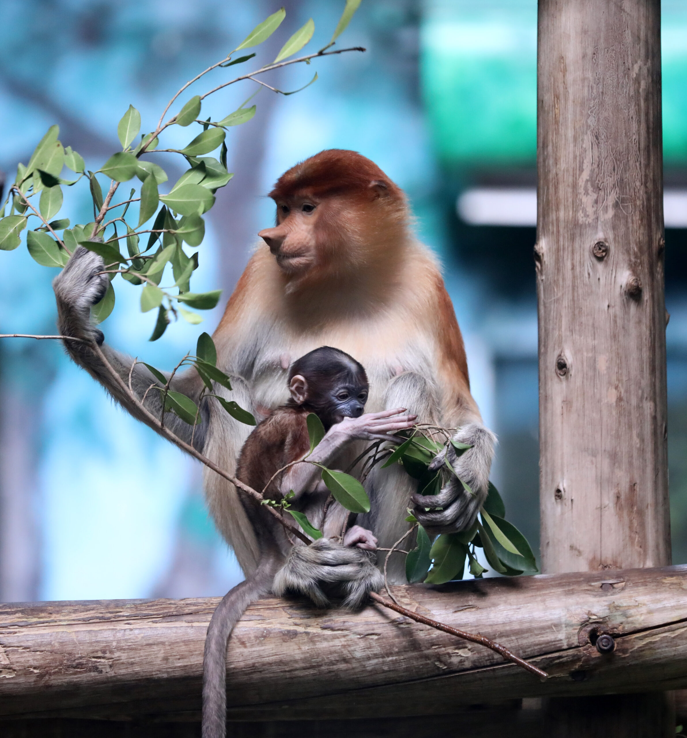 สวนสัตว์ฯ ในกว่างตง ต้อนรับลูกลิงจมูกยาวเกิดใหม่ 2 ตัวในปี 2022
