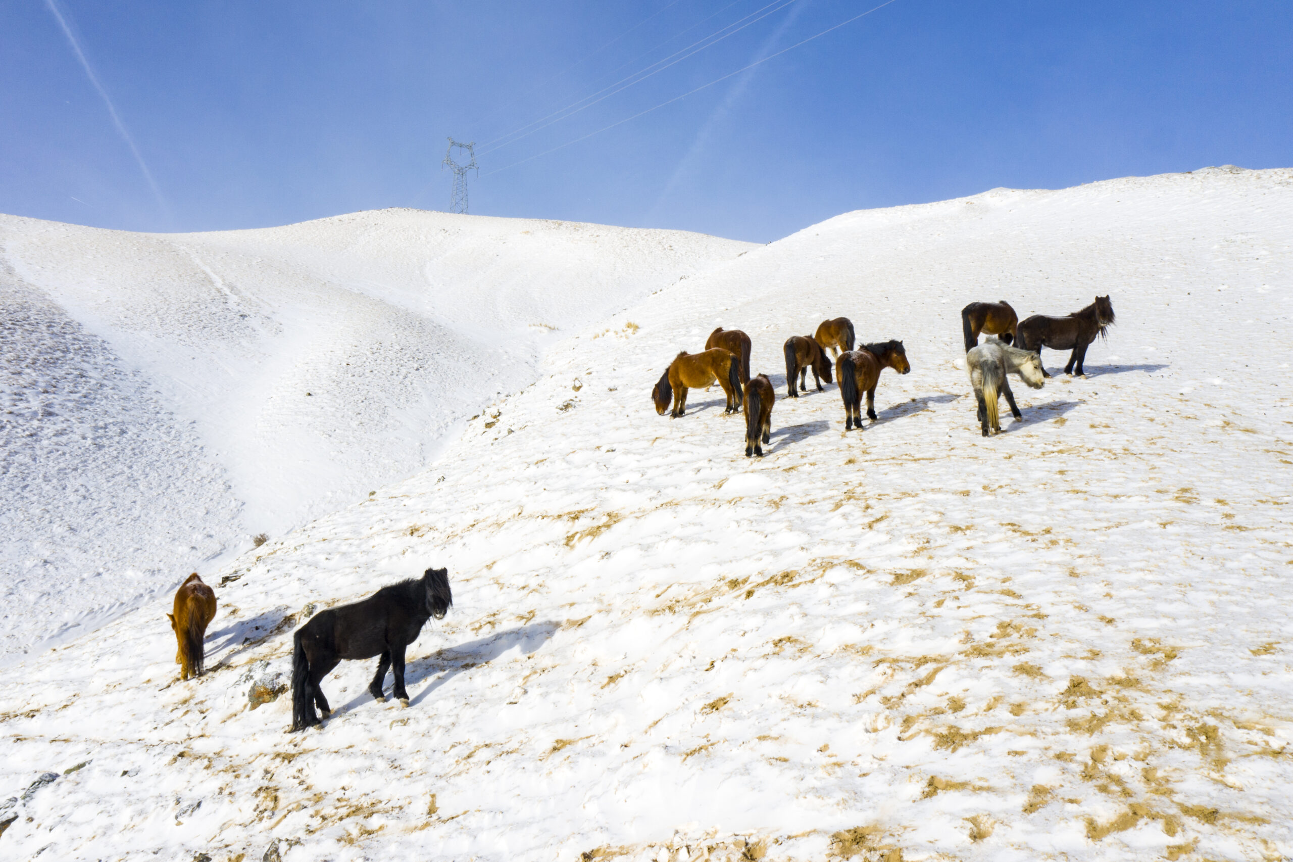 เหล่าสรรพสัตว์เดินย่ำหิมะขาวบนเทือกเขาฉีเหลียนในกานซู่