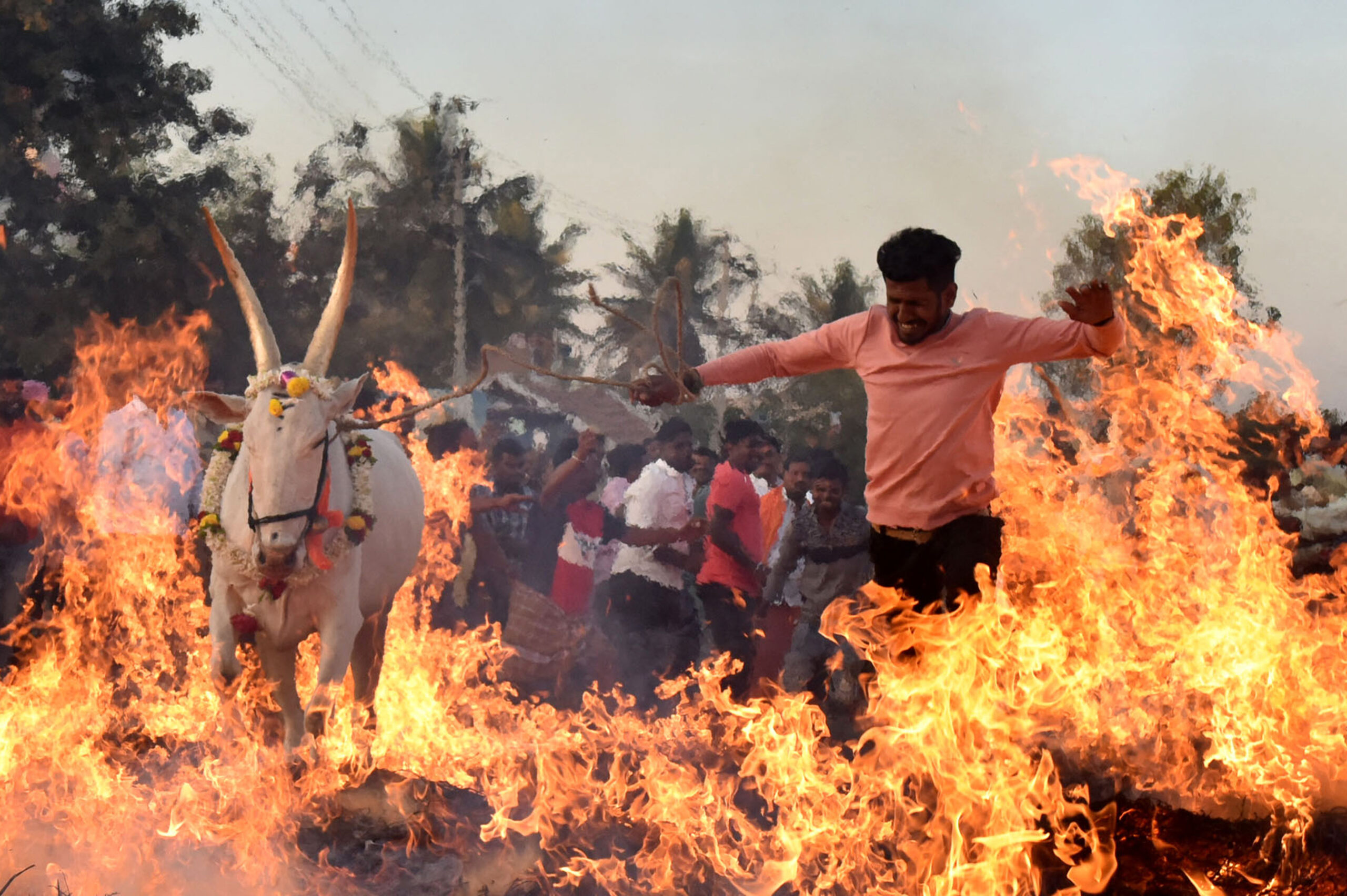 ชาวอินเดีย 'จูงวัวข้ามกองไฟ' รับเทศกาลมกร สังกรานติ