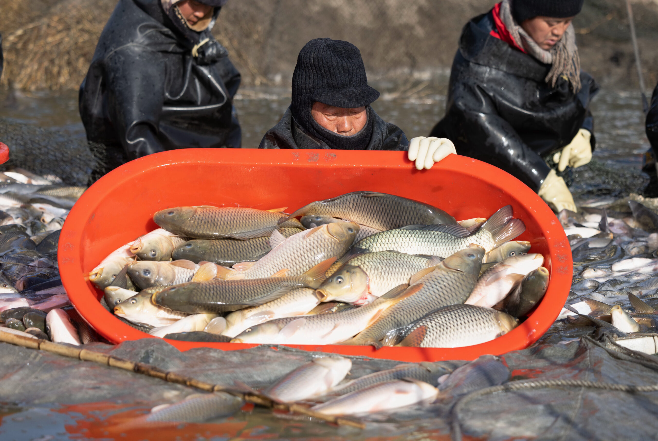 เกษตรกรเหอเป่ยจับปลากลางน้ำแข็ง ป้อนตลาดตรุษจีน