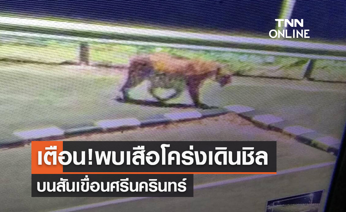 เตือนภัย! พบเสือโคร่งเดินบนถนนสันเขื่อนศรีนครินทร์ ขอปชช.ระมัดระวัง