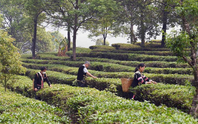 ยูนนานผ่านข้อบังคับใหม่ มุ่งปกป้อง 'ต้นชา' อายุกว่า 100 ปี
