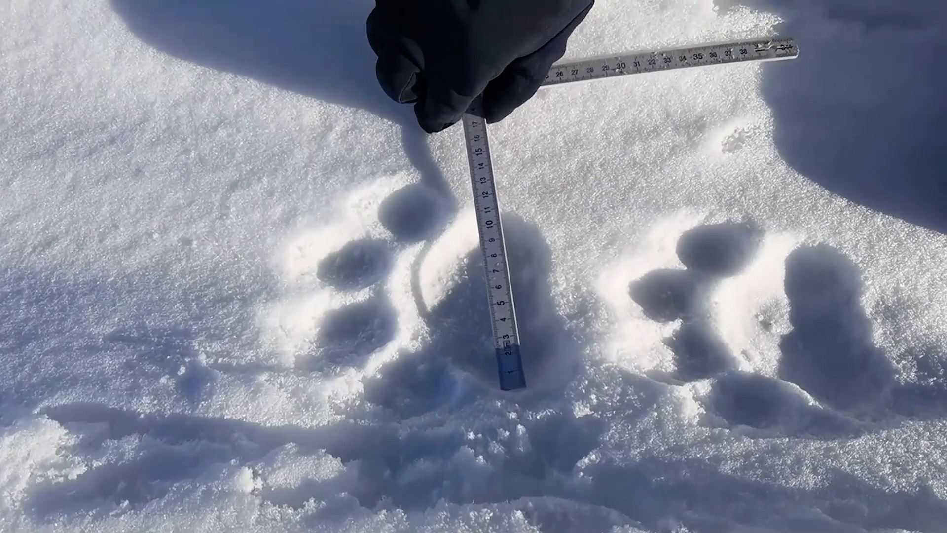 ตร.เฮยหลงเจียงพบ 'รอยเท้าเสือโคร่งไซบีเรีย' เดินย่ำกลางหิมะ