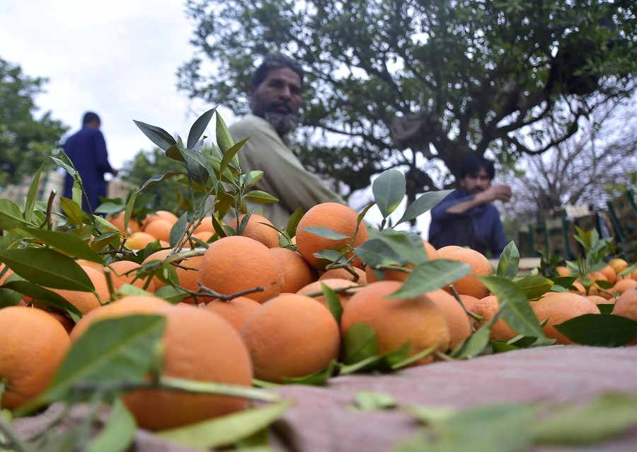 Asia Album : เกษตรกรปากีฯ เก็บเกี่ยว 'ส้ม' สดใหม่ส่งขาย