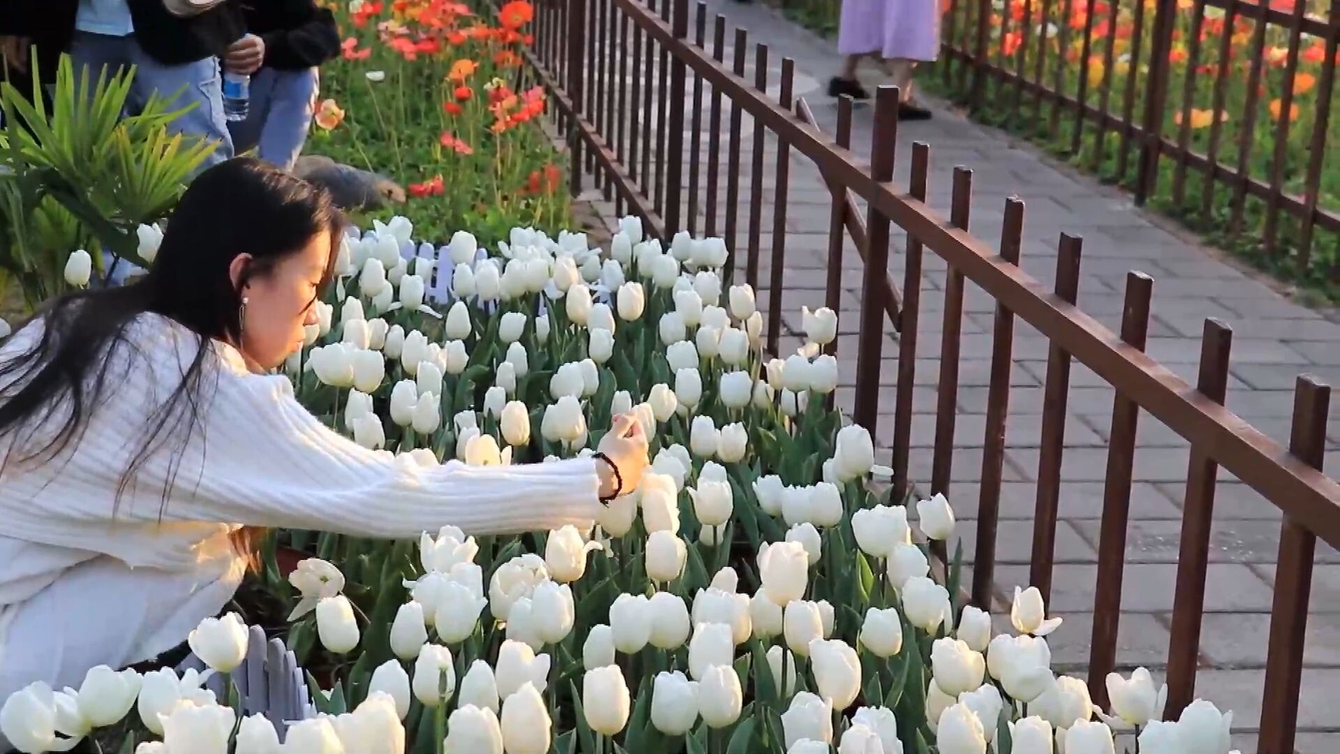 รื่นรมย์ชมความงาม 'ดอกทิวลิป' แย้มบานในคุนหมิง