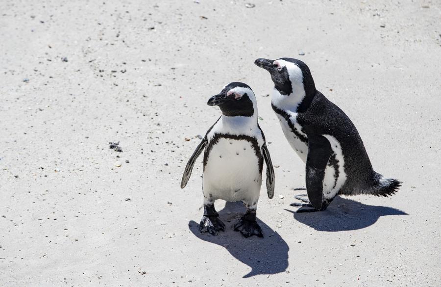 แก๊ง 'เพนกวินแอฟริกัน' อาบแดดสบายใจเฉิบในแอฟริกาใต้