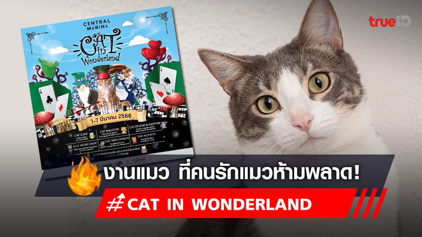 Cat in Wonderland งานแมว 2023 งานคาเฟ่แมว ขายอาหารแมว ของเล่นแมว ที่ห้ามพลาด!