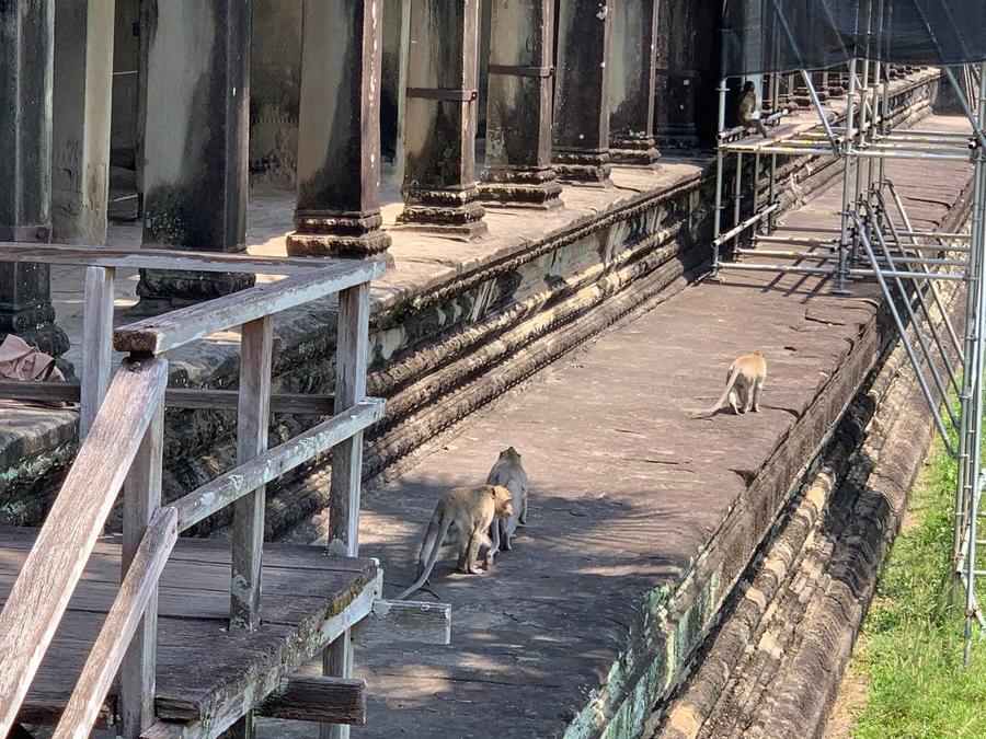 กัมพูชาจับตา 'ฝูงลิง' ป่วนนักท่องเที่ยวในนครวัด