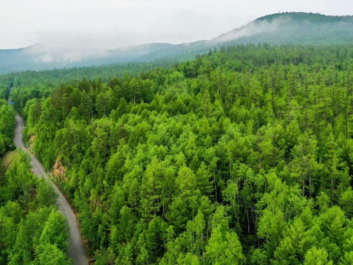 มองโกเลียในเตรียม 'ปลูกป่า' เพิ่มกว่า 6.6 ล้านไร่ ในปีนี้