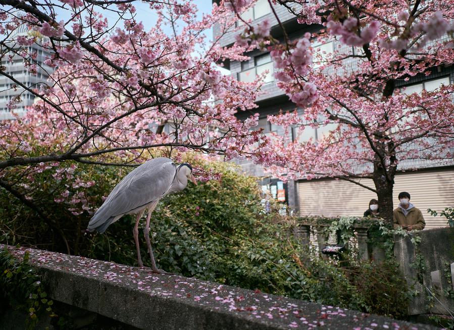 ญี่ปุ่นกำจัด 'สัตว์ปีก' ทะลุ 15 ล้านตัว เซ่นพิษไข้หวัดนกระบาด