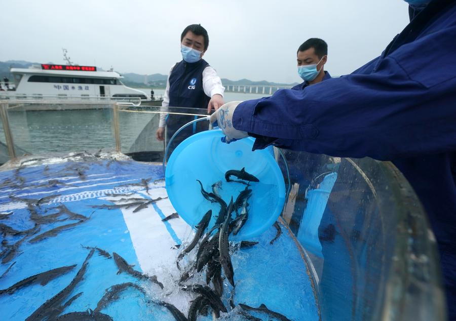 จีนปล่อย 'ปลาสเตอร์เจียน-ปลาหายาก' ลงแม่น้ำแยงซี
