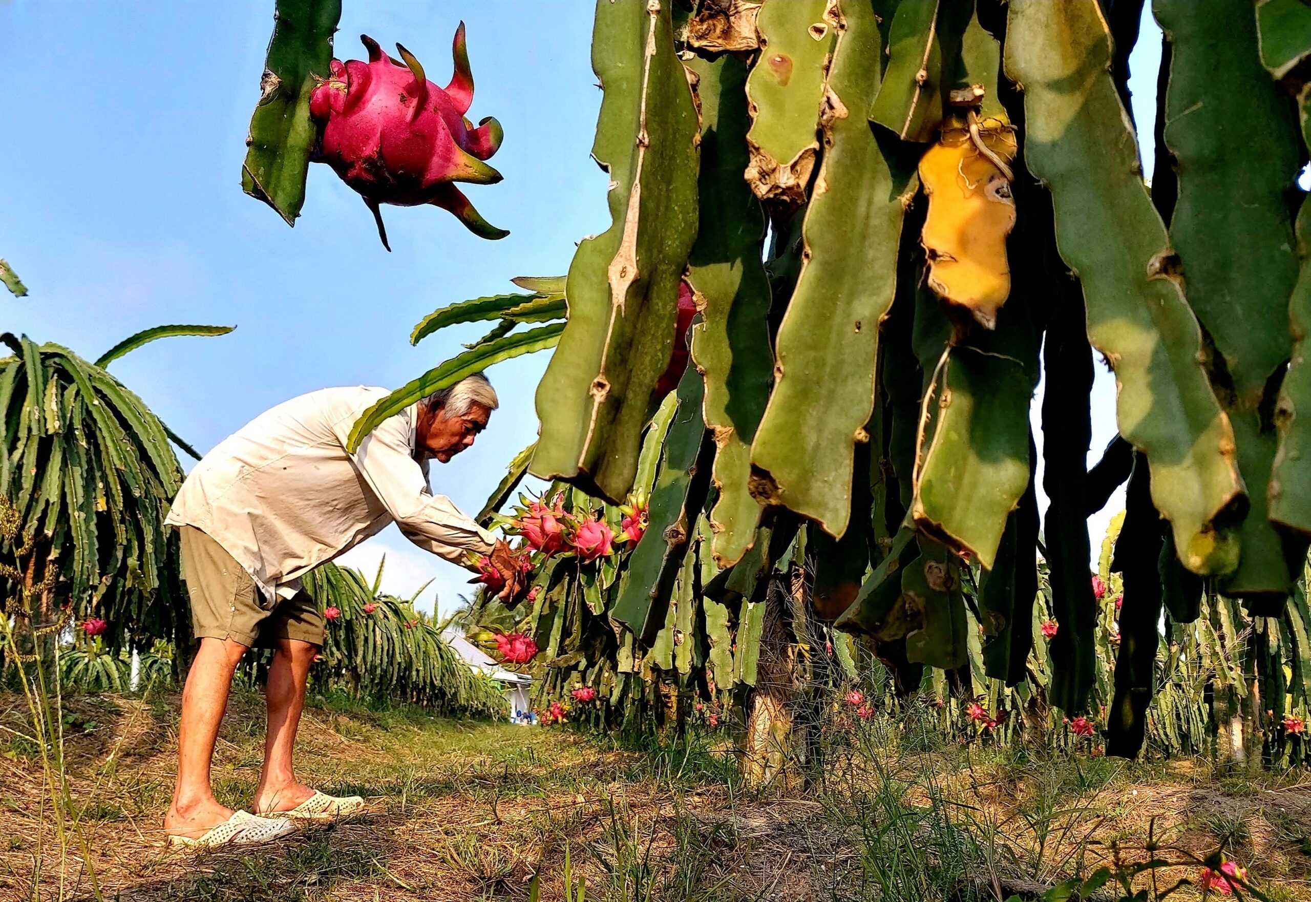 เวียดนามคาดส่งออก 'ผักผลไม้' สูงเป็นประวัติการณ์ในปี 2023