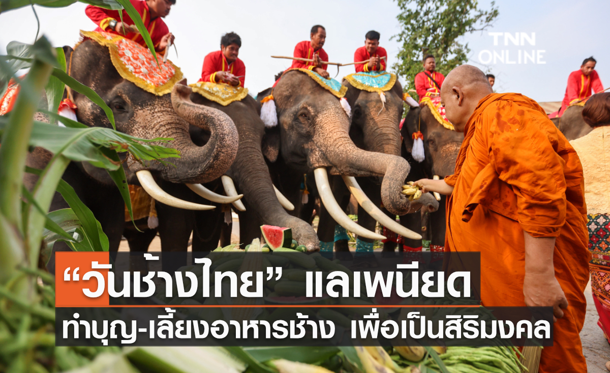 “วันช้างไทย” แลเพนียด ทำบุญ-เลี้ยงอาหารช้าง เพื่อเป็นสิริมงคล
