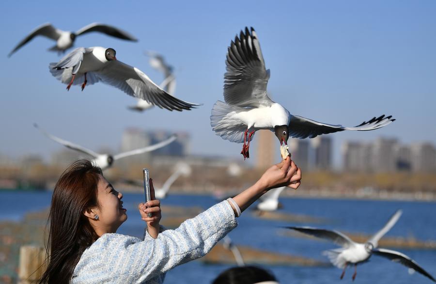 นกอพยพหลากพันธุ์บินเยือนสวนสาธารณะหนิงเซี่ย