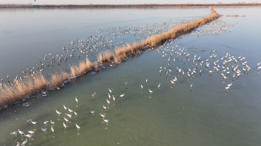 เหอเป่ยพบ 'นกกระเรียนขาว' สัตว์ใกล้สูญพันธุ์ แวะทะเลสาบเหิงสุ่ย