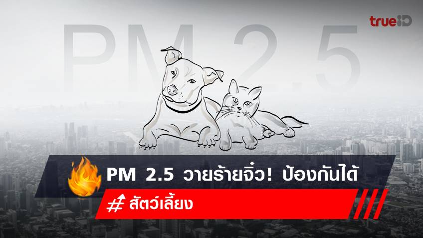 ฝุ่น PM 2.5 ภัยร้าย! ที่เจ้าของสัตว์เลี้ยงต้องรู้วิธีป้องกัน