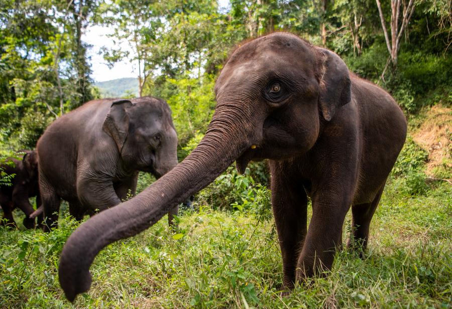 ยูนนานช่วย 'ช้างป่า' รอดชีวิตจากบ่อโคลน