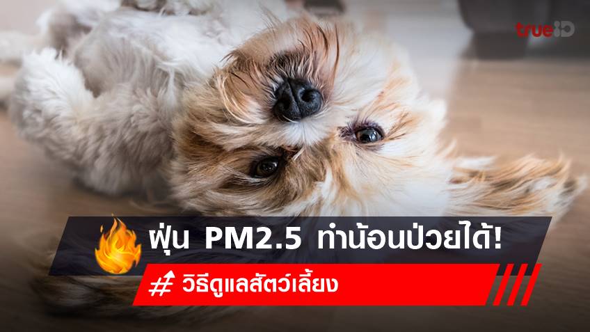 ฝุ่น PM 2.5 วายร้ายจิ๋ว ทำหมา แมว สัตว์เลี้ยงป่วยได้จริงหรือไม่?
