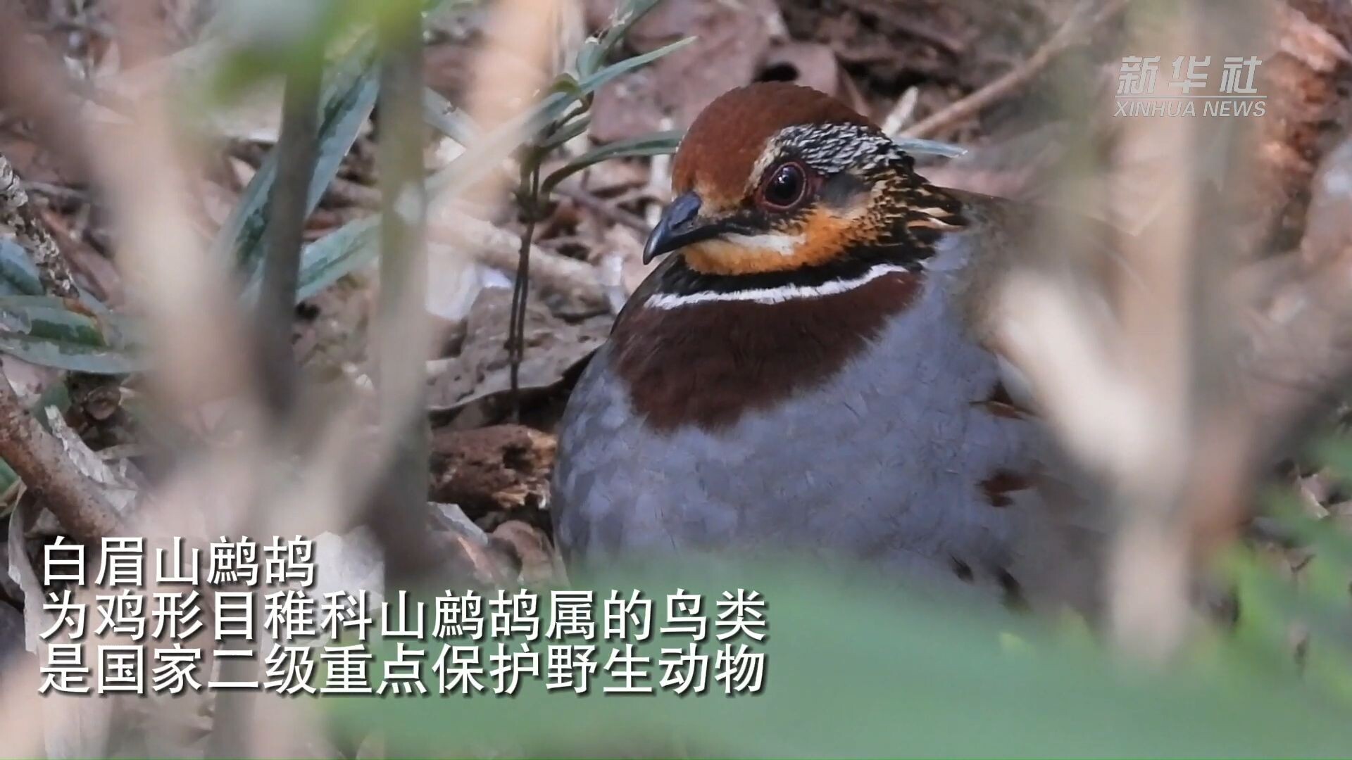 จีนจับภาพ 'นกกระทาใกล้สูญพันธุ์' ออกหาอาหารบนเขาต้าหมิง