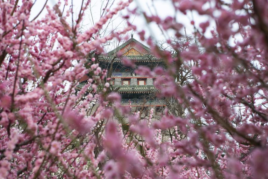 ชมดอกไม้บาน ณ อุทยานกำแพงเมืองราชวงศ์หมิง