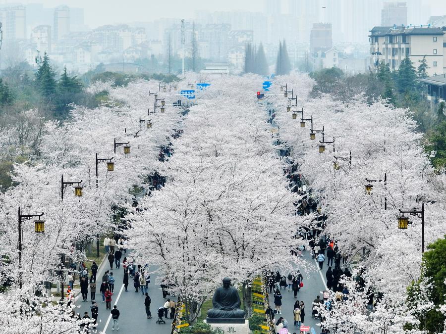 ผู้คนแห่ชมความงาม 'ดอกซากุระ' บานสะพรั่งทั่วจีน