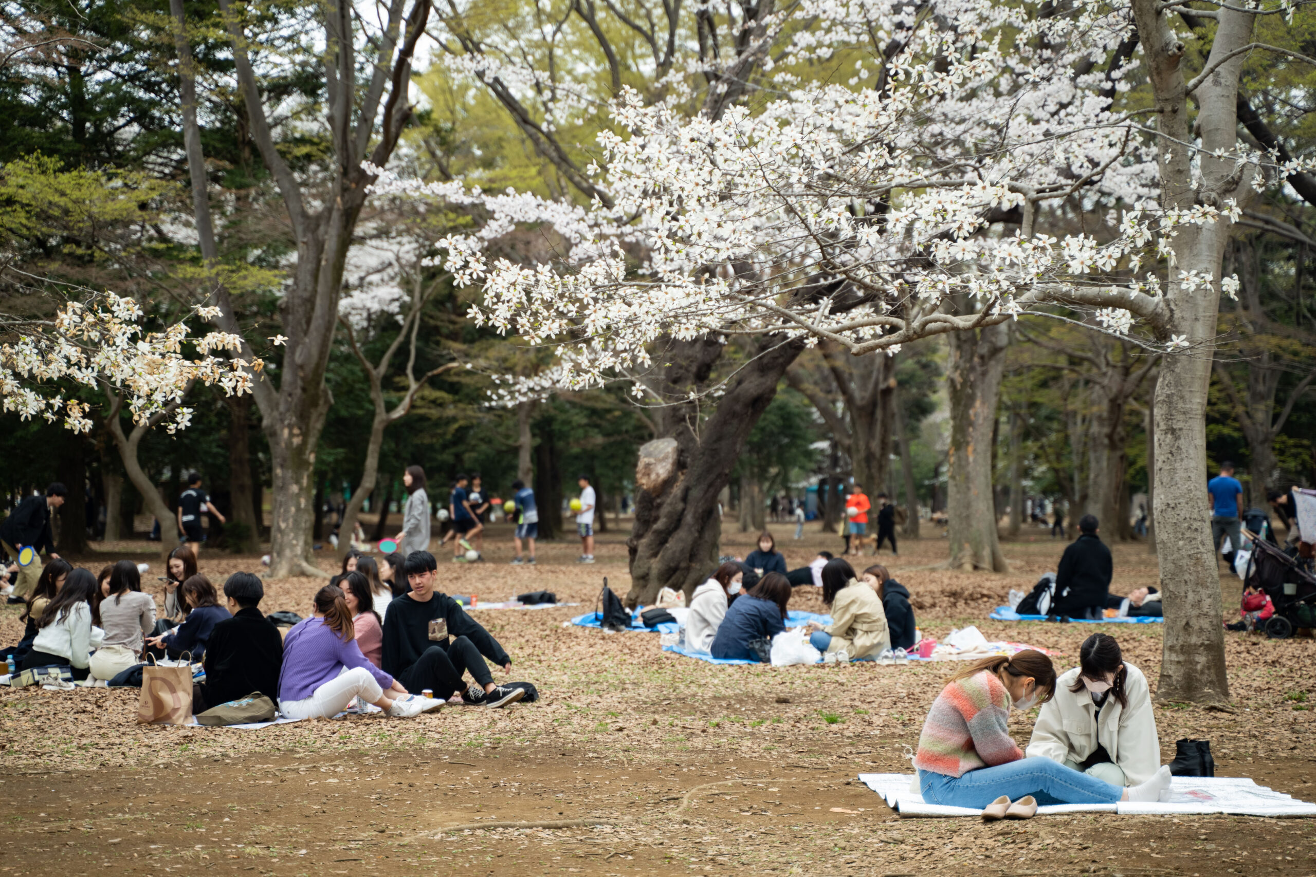 ชาวญี่ปุ่นเที่ยวพักผ่อนรับวัน 'วันวสันตวิษุวัต'